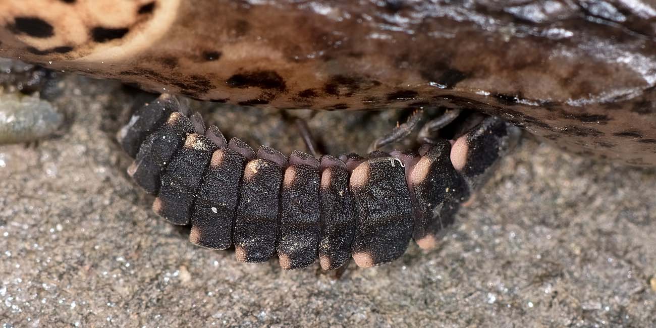Lucciole predatrici:  Lampyris noctiluca